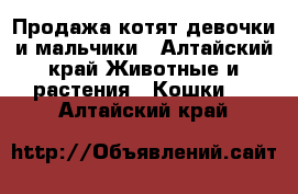 Продажа котят девочки и мальчики - Алтайский край Животные и растения » Кошки   . Алтайский край